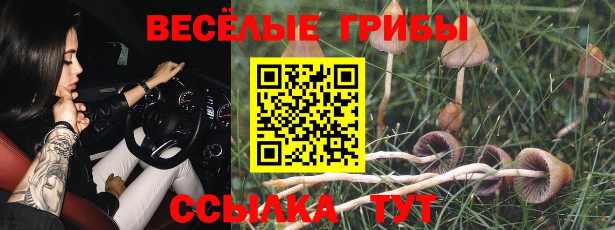 Галлюциногенные грибы Psilocybe Отрадный